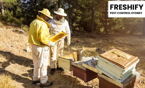 Precision Bee Control: A Smarter Way to Manage Bees in Sydney