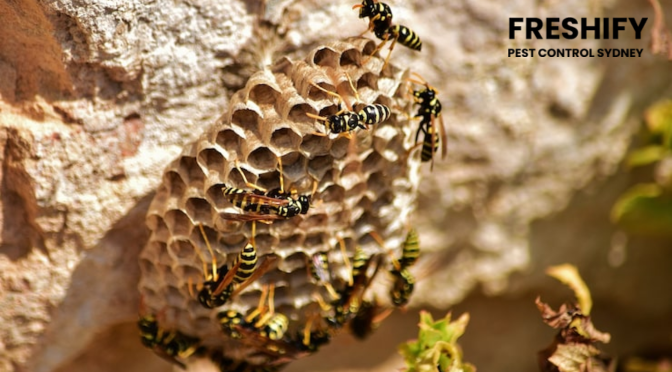 Wasp Control
