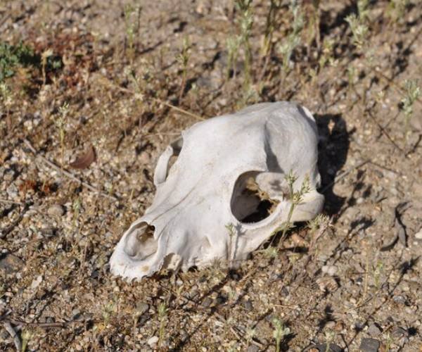 Dead Animal Removal Abbotsbury