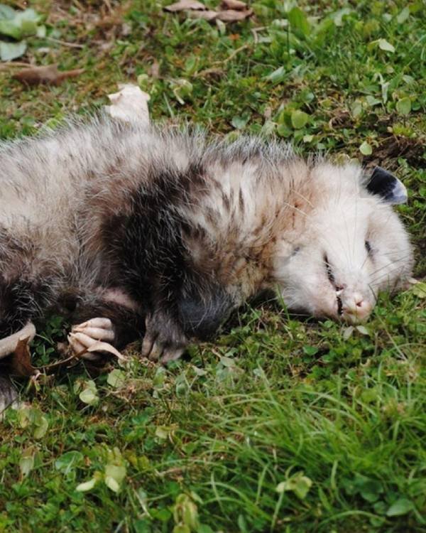 Dead Animal Removal Abbotsbury