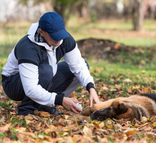 Dead Animal Removal Abbotsbury