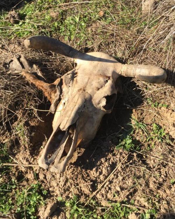 Dead Animal Removal Abbotsbury