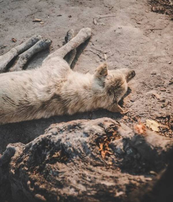 Dead Animal Removal Abbotsbury